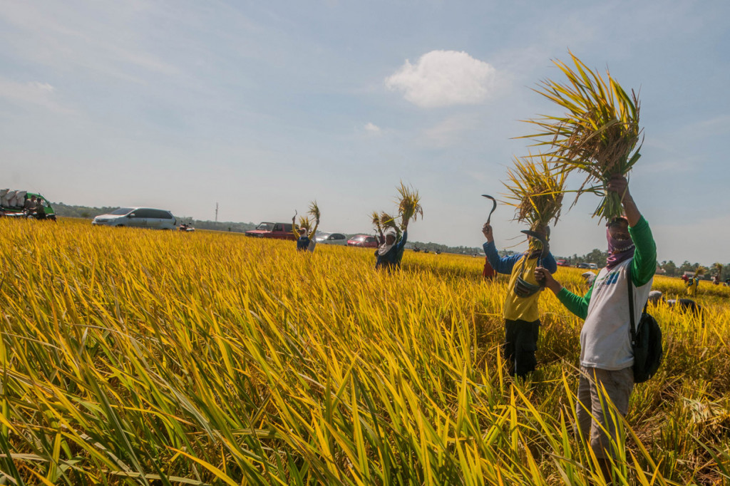 Perum Bulog Serap Hasil Panen Raya di Pandeglang