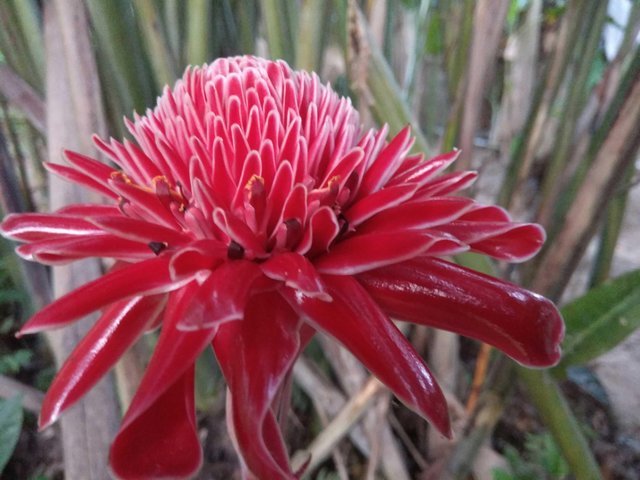 10 Manfaat Tanaman Kecombrang untuk Kesehatan