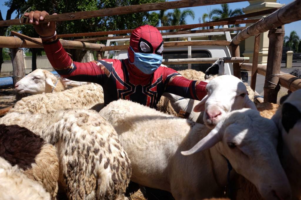 Ketika Spider-Man Salurkan Hewan Kurban ke Rumah Singgah