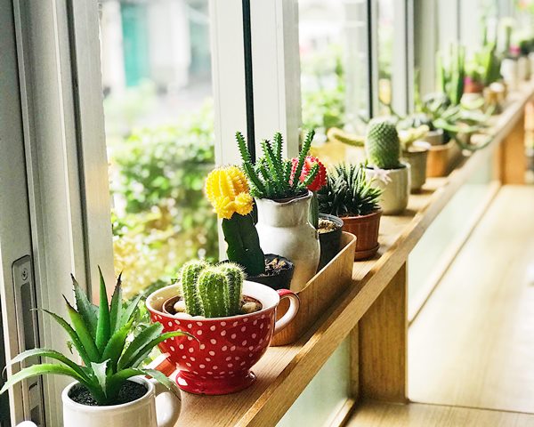 5 Tanaman untuk Anda yang Pelupa