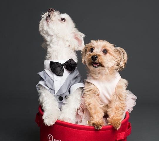 Mengapa Anjing Menjilati Cakar Mereka?