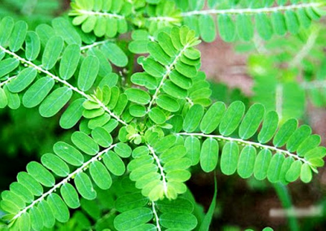 Kombinasi Herbal untuk Menjaga Sistem Kekebalan Tubuh