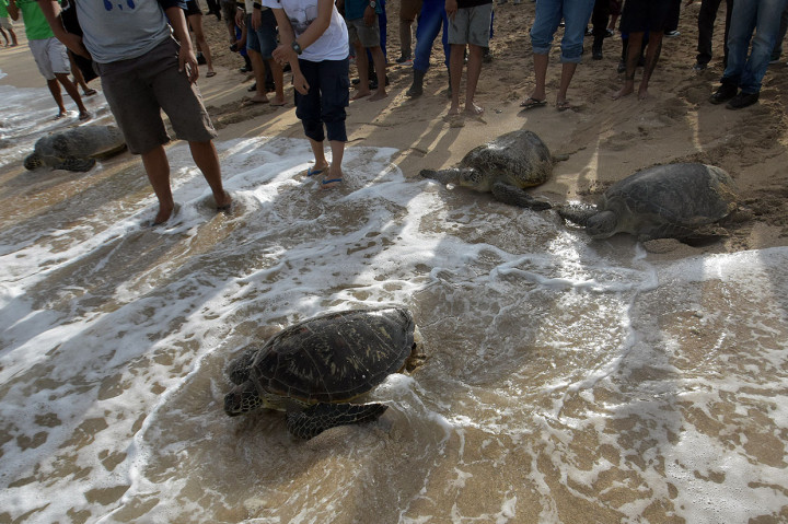 25 Penyu Sitaan Dilepasliarkan di Pantai Kuta