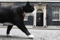 Kucing Dikenal Sebagai Mahluk Yang Tidak Suka Air