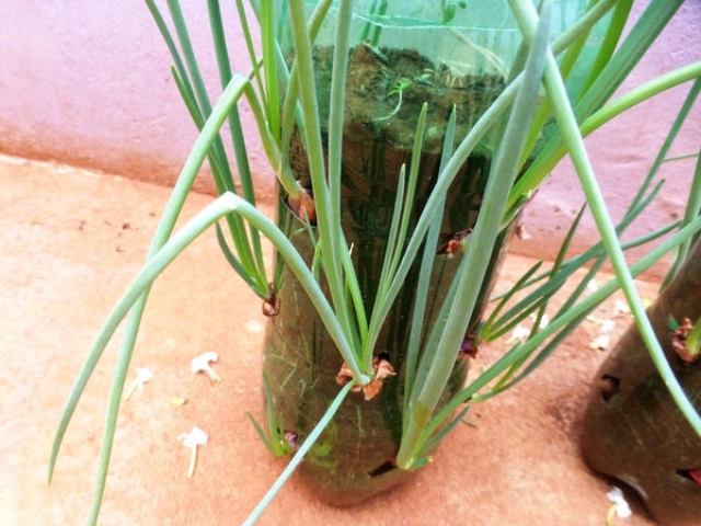 Cara Menanam Daun Bawang di Botol