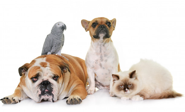 Dapatkah Covid-19 Menempel pada Bulu Hewan Peliharaan?