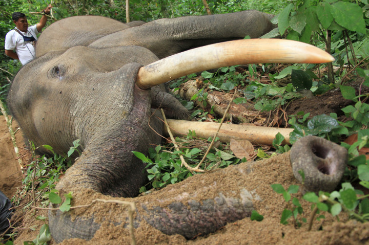 Seekor Gajah Jinak di CRU Sampoiniet Mati Mendadak