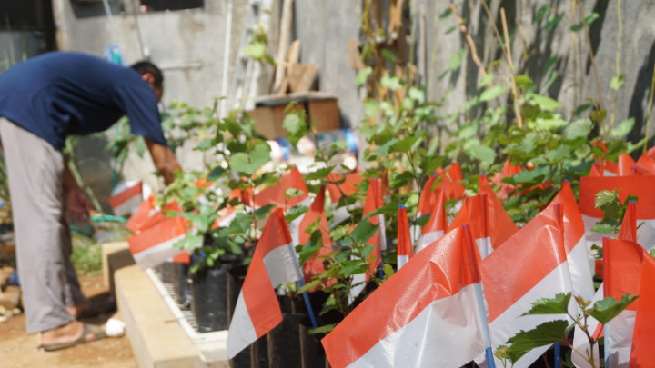 Meneladani Pangeran Diponegoro dengan Lomba Berkebun Anggur