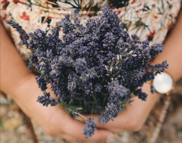 5 Tanaman Ini Bisa Membantu Anda Tidur Nyenyak