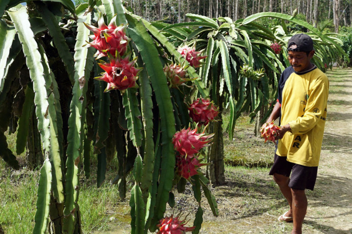 Petani Papua Barat Mulai Tanam Buah Naga