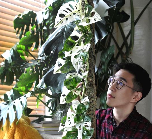 Tanaman Janda Bolong yang Sedang Hits Seharga Mahar Perkawinan