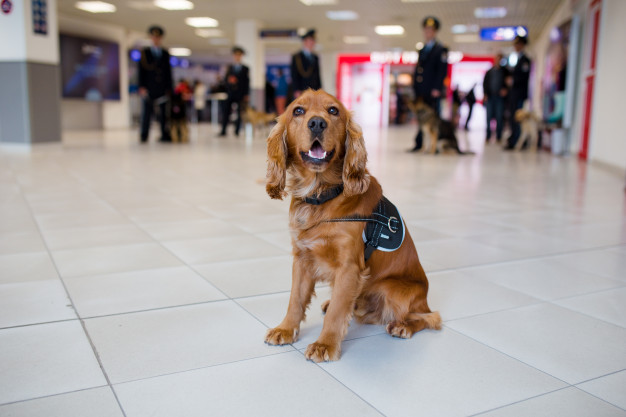 Bandara Internasional Dubai adalah contoh pertama di mana anjing digunakan untuk mengendus covid-19. (Foto: Ilustrasi. Dok. Freepik.com)