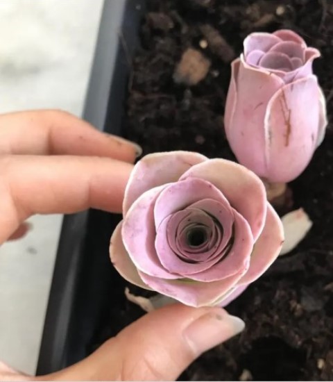 Sukulen Langka Ini Mirip Kuncup Mawar Merah Muda