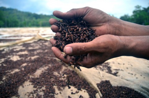 Ekspor Cengkih, Roda Ekonomi Sulut Kembali Bergerak