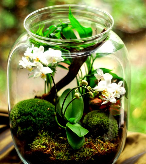 Menikmati Anggrek Cantik yang Bermekaran