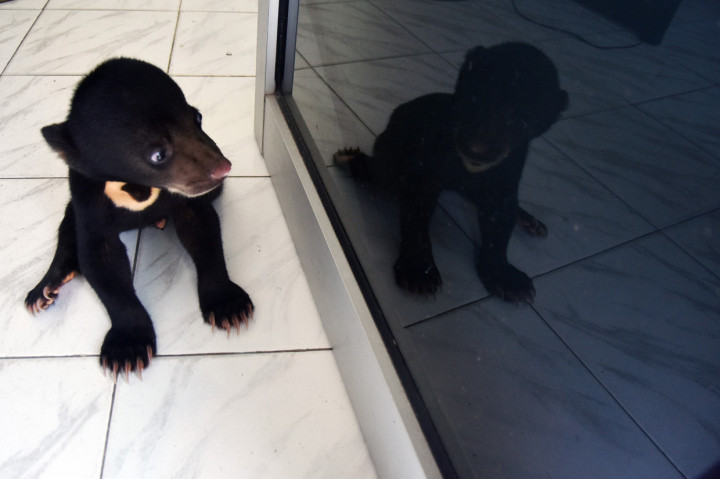 BBKSDA Riau Evakuasi Anak Beruang yang Lumpuh