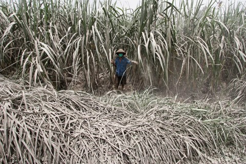 Kemenperin Pacu Pembangunan Pabrik Gula Terintegrasi Lahan Tebu