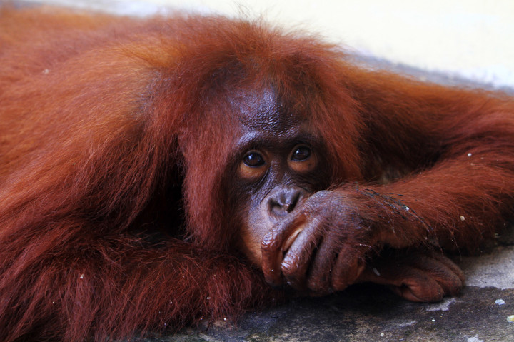 Orangutan Ini Dirantai Selama 3 Tahun di Rumah Warga