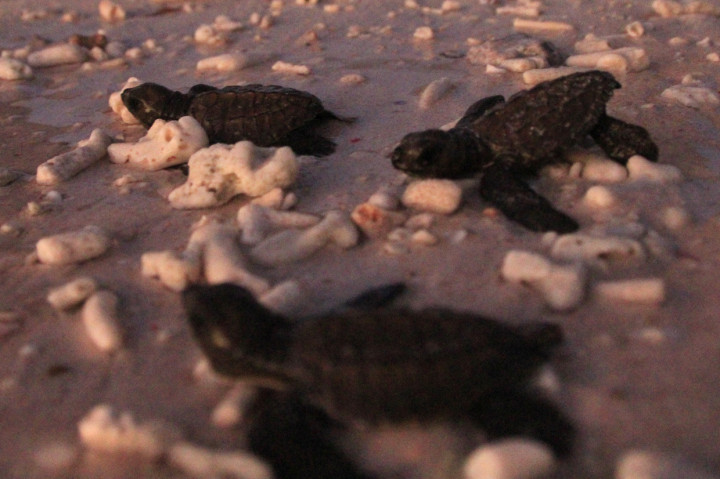 BKKPN Kupang Lepaskan 150 Tukik