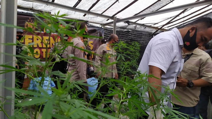 Kebun Ganja di Ciledug Terungkap