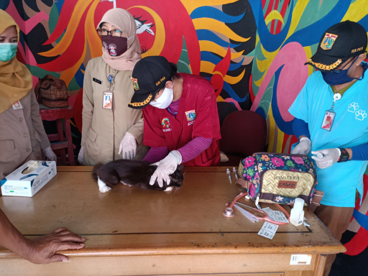 Kucing Peliharaan Kedapatan Terjangkit Penyakit Kulit Saat Vaksin Rabies