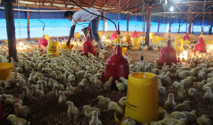 Jaga Harga Jual, Kementan Pangkas Pasokan Bibit Ayam