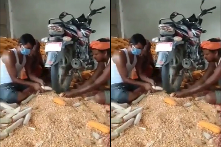 Aksi Kreatif Petani Kupas Jagung Pakai Motor