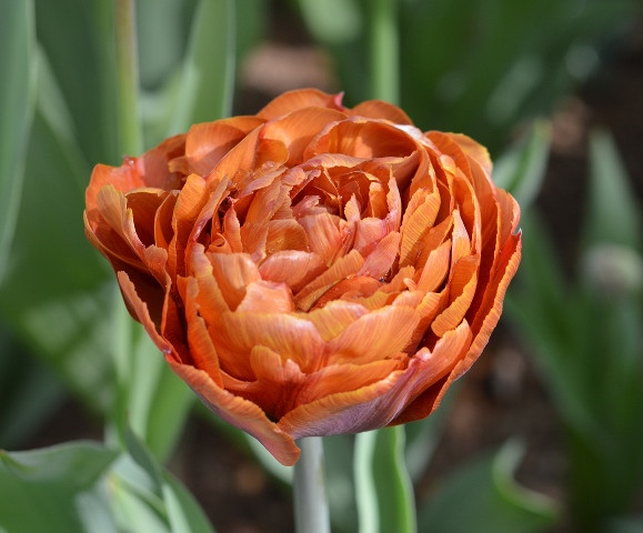 Mengenal Tulip Brownie Si Cantik yang Multiwarna