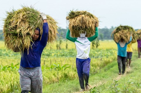 Pemerintah Perluas Akses Produk Pertanian dan Pangan