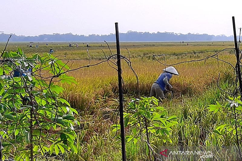  Salah seorang petani di Desa Kalikudi, Kecamatan Adipala, Kabupaten Cilacap, Jawa Tengah, saat memotong tanaman padi di sawah, Selasa, 3 Maret 2020. ANTARA/Sumarwoto
