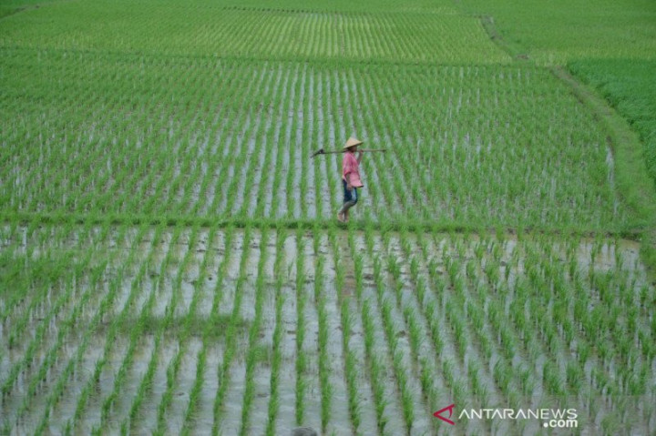 800 Hektare Lahan Padi di Bekasi Terancam Kekeringan