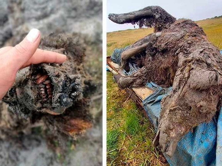 Fosil Lengkap Beruang Zaman Es Ditemukan di Rusia