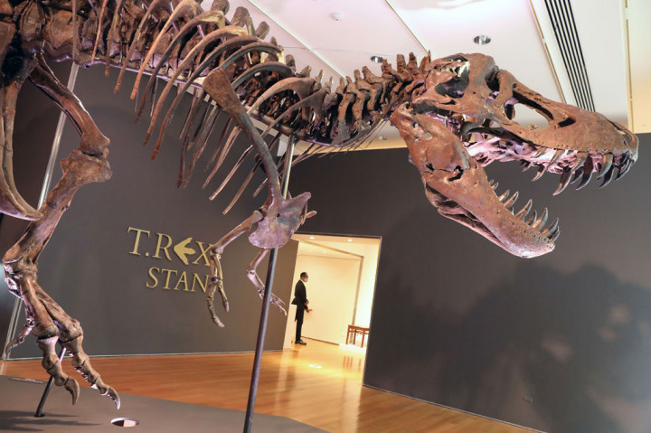 Kerangka T-rex Terlengkap Segera Dilelang