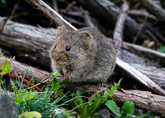 Berikut ini adalah dampak dari gigitan tikus yang bisa terjadi pada Anda. (Foto: Dok. Ryan Stone/Unsplash.com)