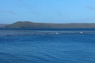 70 Ikan Paus Terdampar di Australia Selatan