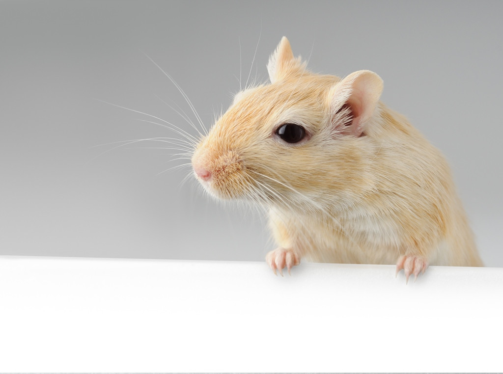  Apakah  Tikus  Peliharaan Bahaya Gigitannya Medcom id