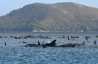 90 Ikan Paus Ditemukan Mati di Pantai Australia