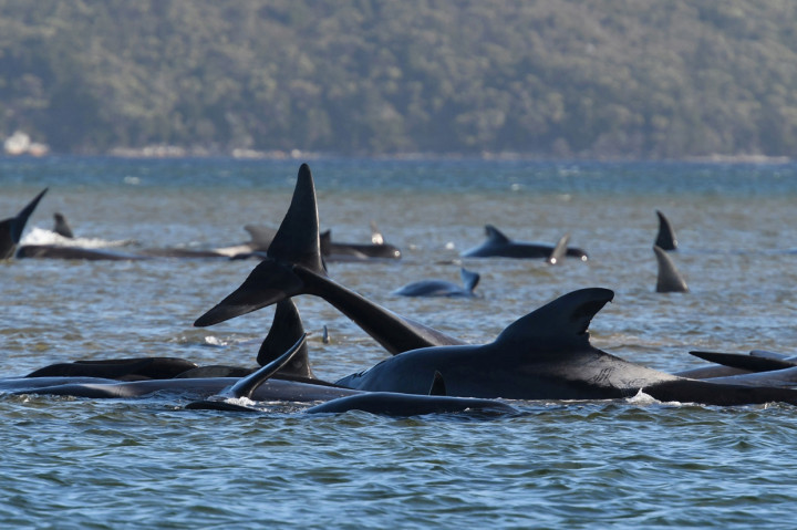 Sekitar 200 Paus Pilot Terdampar di Australia, 90 Mati