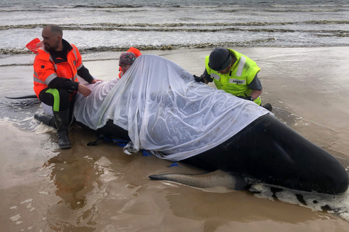 Paus Terdampar di Australia Bertambah Jadi 470, 380 Mati