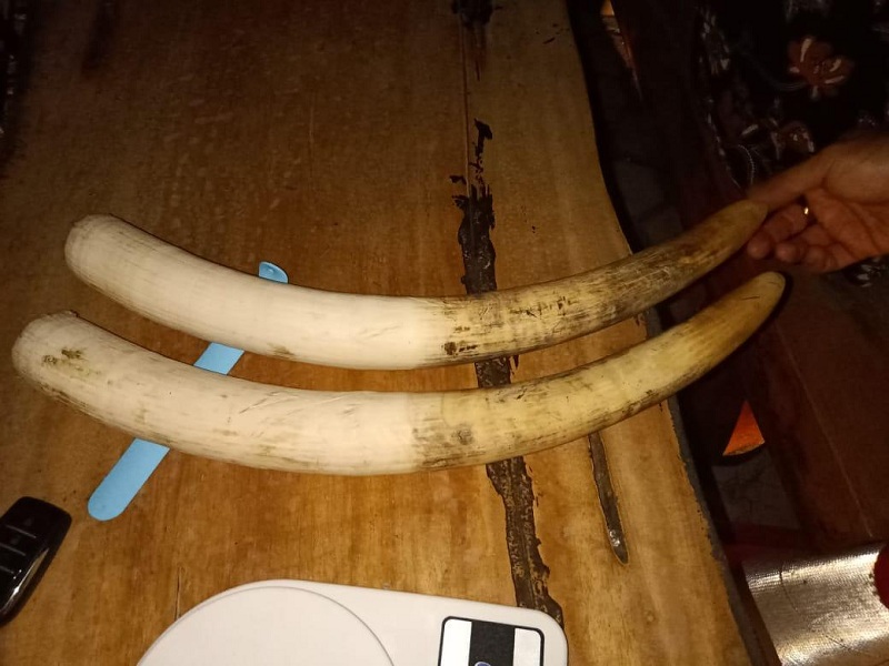 Gading gajah yang disita petugas. DOK POLDA LAMPUNG