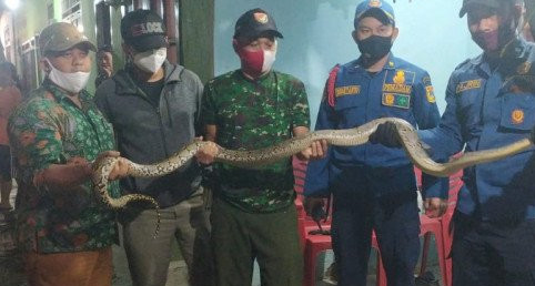 Ular Sanca Sepanjang 2 Meter Dievakuasi dari Kamar Mandi Warga