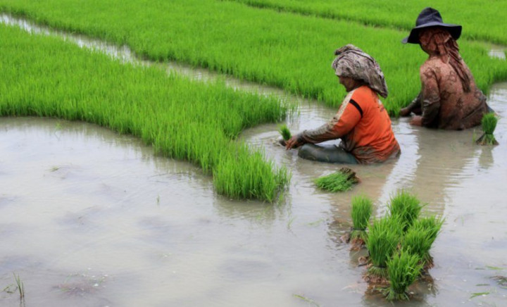Rehabilitasi Jaringan Irigasi Tersier Berikan Manfaat kepada Petani