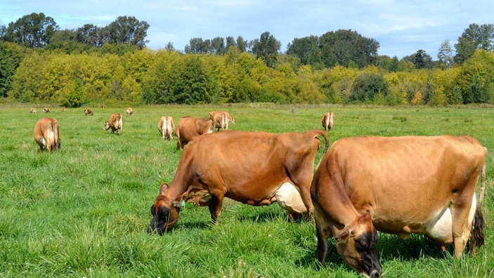 Mengenal Susu Sapi Jersey dan Perbedaannya dengan Susu Sapi Holstein