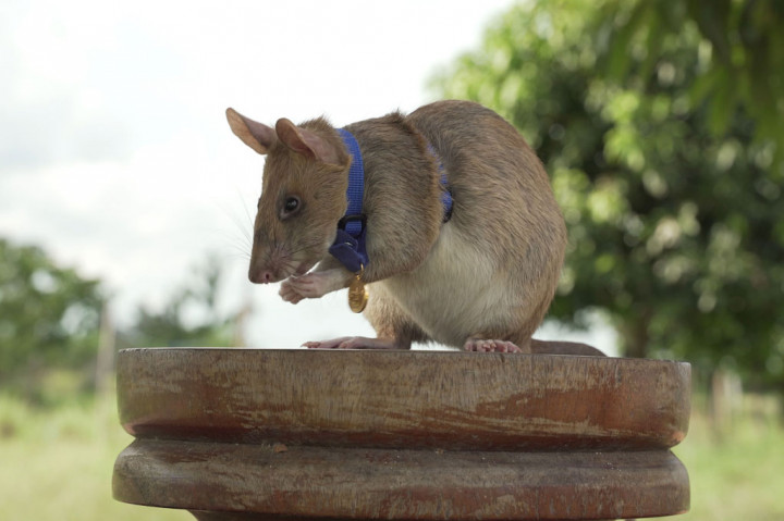 Seekor Tikus Peroleh Penghargaan Medali Emas