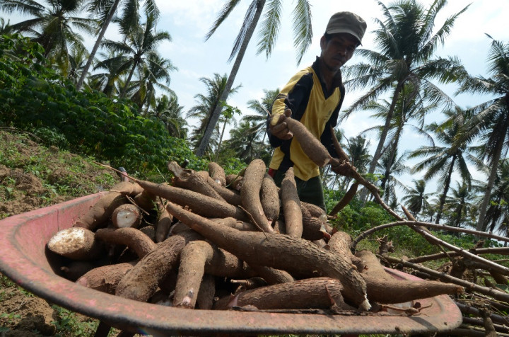 Singkong Perkuat Cadangan Pangan Militer