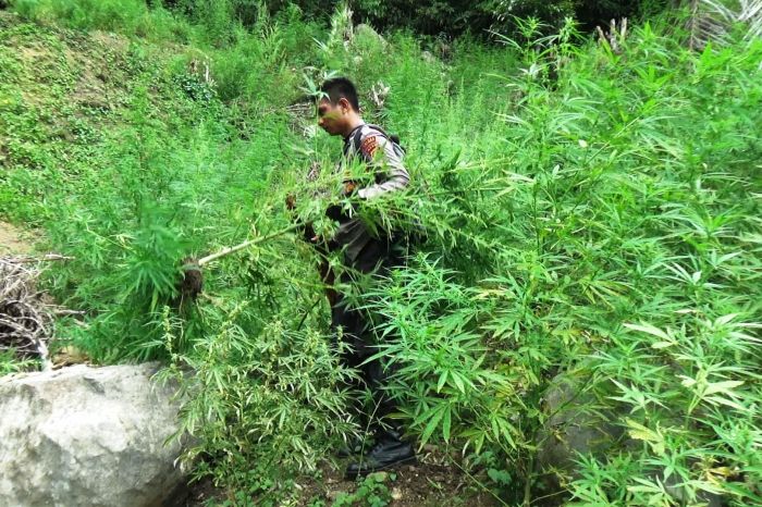 10 Hektare Ladang Ganja di Aceh Dimusnahkan