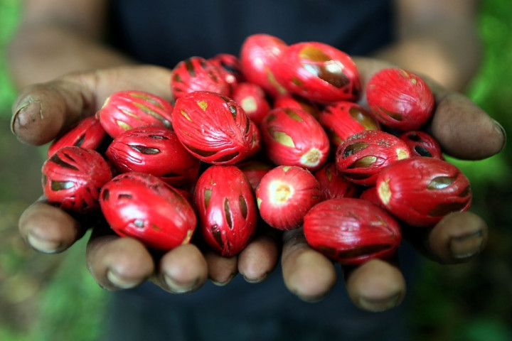 Manfaat Pala bagi Kesehatan