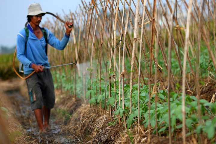 Kementan Pastikan Stok Pupuk Subsidi di Pemalang Aman