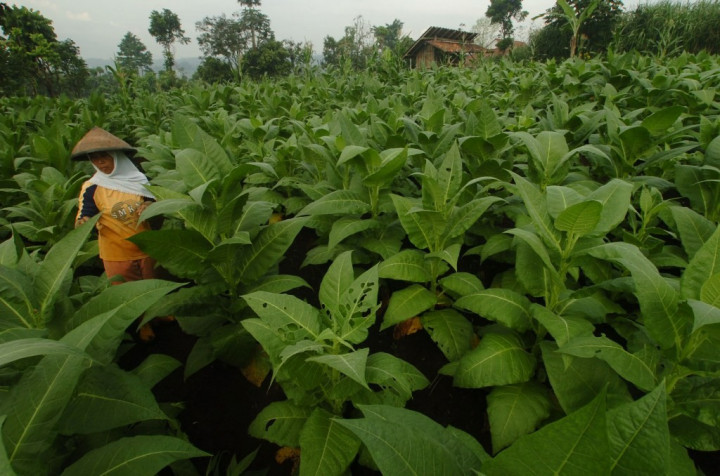 Pemerintah Diminta tak Naikkan Cukai SKT untuk Melindungi Petani