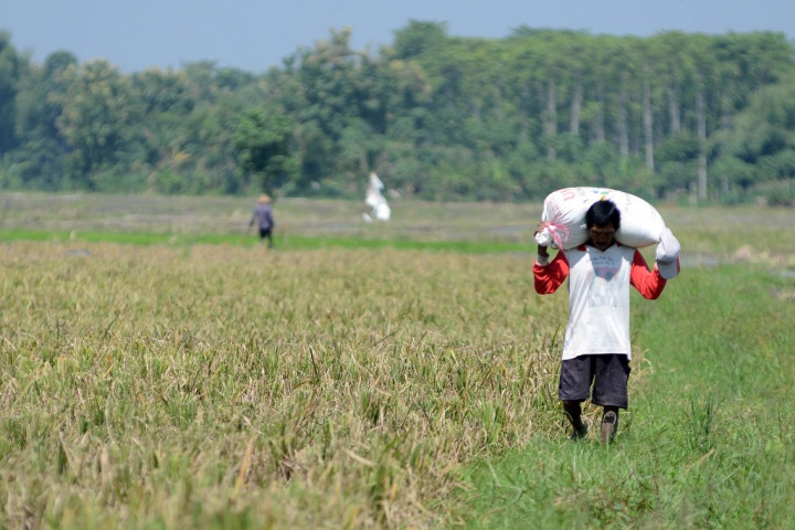Program Kartu Tani Diharap Tidak Hambat Petani Peroleh Pupuk Bersubsidi